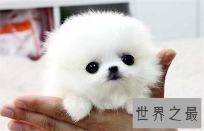 【图】想养可恶狗狗之前先了解一下茶杯犬寿命吧