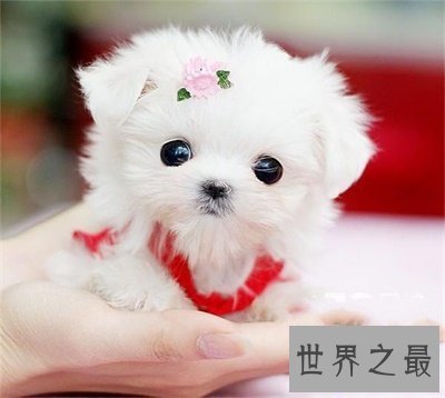 【图】想养可恶狗狗之前先了解一下茶杯犬寿命吧