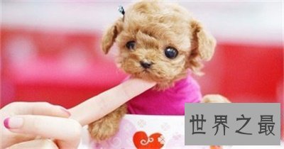 【图】想养可恶狗狗之前先了解一下茶杯犬寿命吧