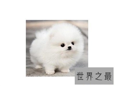 【图】想养可恶狗狗之前先了解一下茶杯犬寿命吧