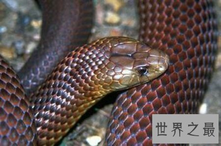 【图】太攀蛇的毒性有多大 他和眼睛王蛇比起来呢