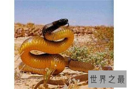 【图】太攀蛇的毒性有多大 他和眼睛王蛇比起来呢
