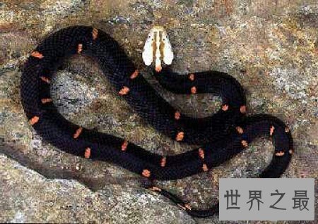 【图】太攀蛇的毒性有多大 他和眼睛王蛇比起来呢