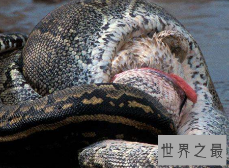 【图】蚺与蟒的区别不要再说错了它们不一样