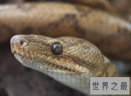 【图】蚺与蟒的区别不要再说错了它们不一样