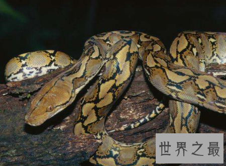 【图】蚺与蟒的区别不要再说错了它们不一样