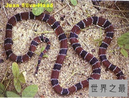 【图】太攀蛇的毒性有多大 他和眼睛王蛇比起来呢