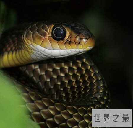 【图】太攀蛇的毒性有多大 他和眼睛王蛇比起来呢