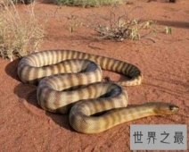 【图】太攀蛇的毒性有多大 他和眼睛王蛇比起来呢