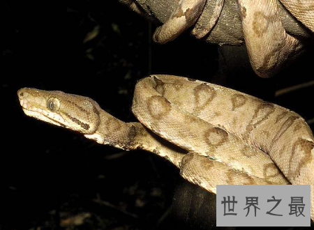 【图】蚺与蟒的区别不要再说错了它们不一样