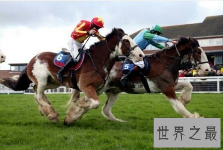 【图】纯血马是一种比较凶猛的马 通常用来较量