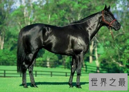 【图】纯血马是一种比较凶猛的马 通常用来较量