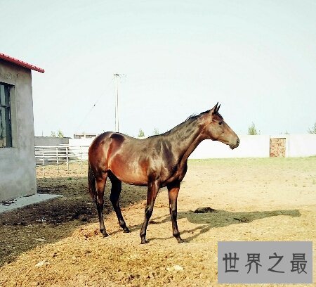 【图】纯血马是一种比较凶猛的马 通常用来较量