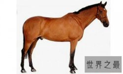 【图】纯血马是一种比较厉害的马 通常用来比赛
