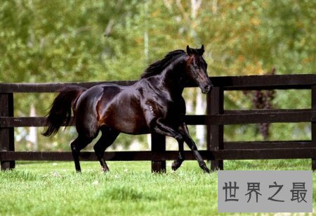 【图】纯血马是一种比较凶猛的马 通常用来较量