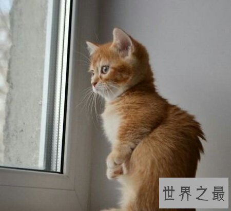 【图】曼赤肯猫是一种矮脚猫 长的十分的可恶