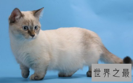 【图】曼赤肯猫是一种矮脚猫 长的十分的可恶