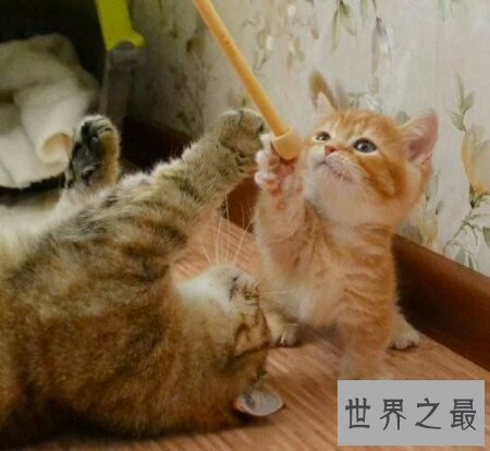 【图】曼赤肯猫是一种矮脚猫 长的十分的可恶