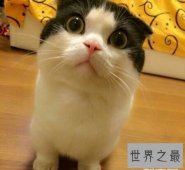 【图】曼赤肯猫是一种矮脚猫 长的非常的可爱