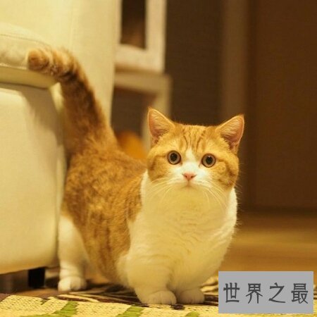 【图】曼赤肯猫是一种矮脚猫 长的十分的可恶