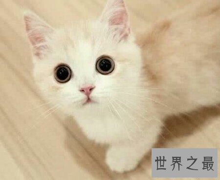 【图】曼赤肯猫是一种矮脚猫 长的十分的可恶