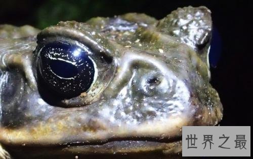 【图】世界上最大的蟾蜍是海蟾蜍,比你见过的一切蟾