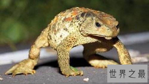【图】世界上最大的蟾蜍是海蟾蜍,比你见过的一切蟾