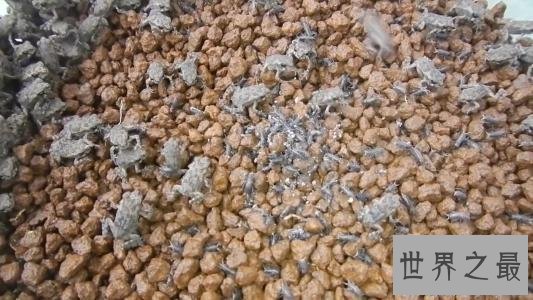 【图】世界上最大的蟾蜍是海蟾蜍,比你见过的一切蟾