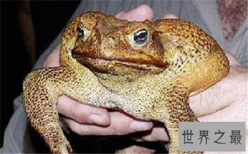【图】世界上最大的蟾蜍是海蟾蜍,比你见过的一切蟾