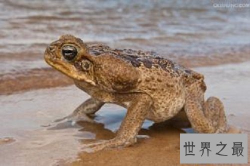 【图】世界上最大的蟾蜍是海蟾蜍,比你见过的一切蟾