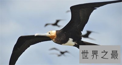 【图】军舰鸟这名字听起来很酷 实践上丑萌丑萌的