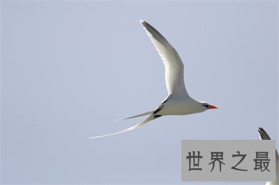 【图】军舰鸟这名字听起来很酷 实践上丑萌丑萌的