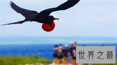 【图】军舰鸟这名字听起来很酷 实践上丑萌丑萌的
