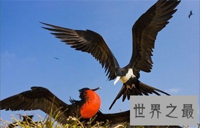 【图】军舰鸟这名字听起来很酷 实践上丑萌丑萌的