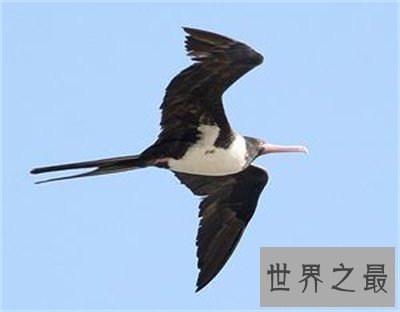 【图】军舰鸟这名字听起来很酷 实践上丑萌丑萌的