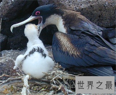 【图】军舰鸟这名字听起来很酷 实践上丑萌丑萌的