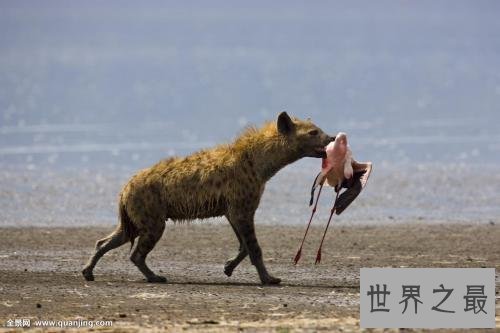 【图】斑鬣狗，我不是最强健的动物，但我却是最致命