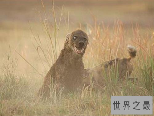 【图】斑鬣狗，我不是最强健的动物，但我却是最致命