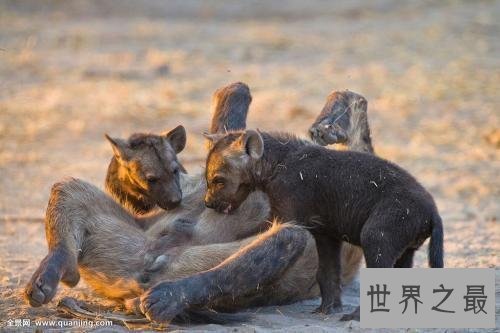 【图】斑鬣狗，我不是最强健的动物，但我却是最致命