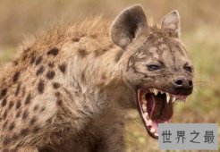 【图】斑鬣狗，我不是最强壮的动物，但我却是最致命