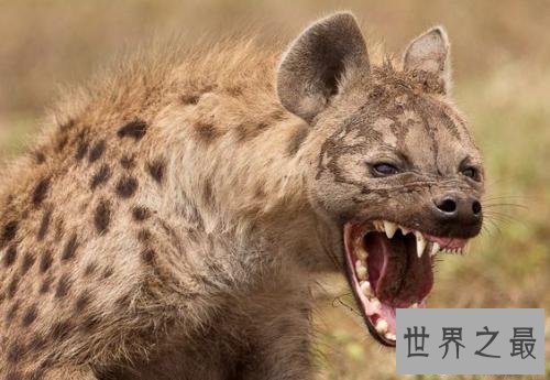 【图】斑鬣狗，我不是最强健的动物，但我却是最致命