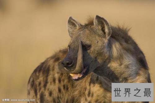 【图】斑鬣狗，我不是最强健的动物，但我却是最致命