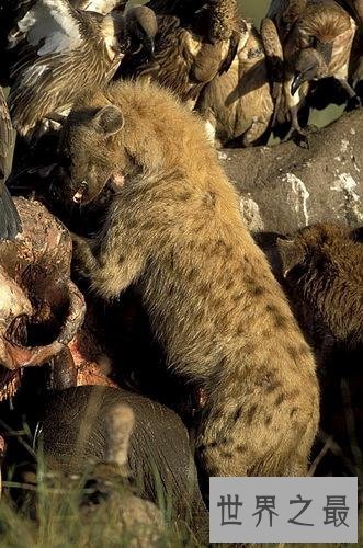 【图】斑鬣狗，我不是最强健的动物，但我却是最致命