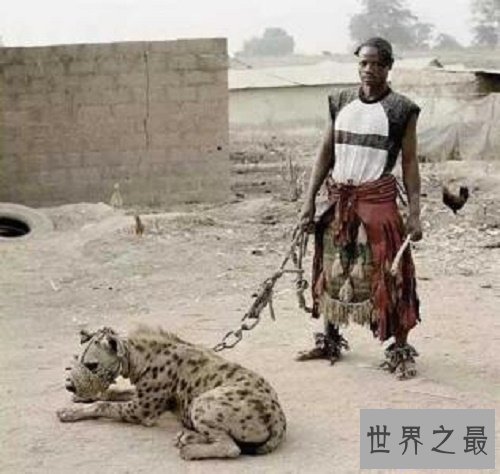 【图】斑鬣狗，我不是最强健的动物，但我却是最致命