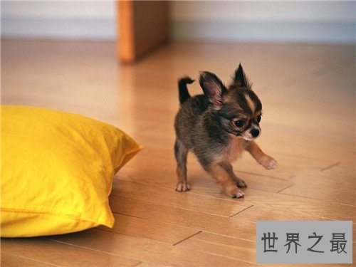 【图】世界上最小的狗仅有拳头大小 少数人青睐小狗