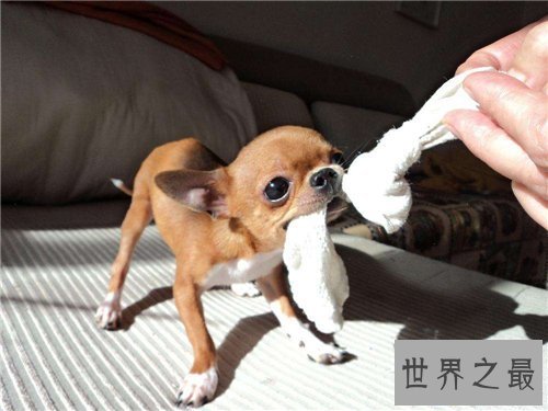 【图】世界上最小的狗仅有拳头大小 少数人青睐小狗