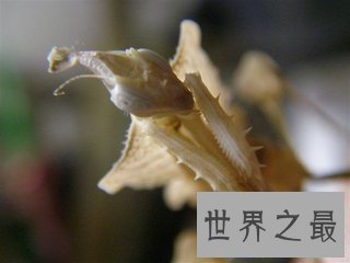 【图】魔花螳螂被人们称之为螳螂之王 它和其余螳螂有