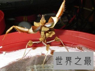【图】魔花螳螂被人们称之为螳螂之王 它和其余螳螂有