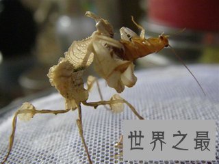 【图】魔花螳螂被人们称之为螳螂之王 它和其余螳螂有
