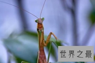 【图】魔花螳螂被人们称之为螳螂之王 它和其余螳螂有
